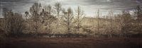 Tree panorama