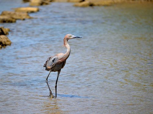 Roodhalsreiger in Curaçao