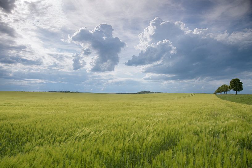 Clouds gather over the wheat field by Marc Vandaele