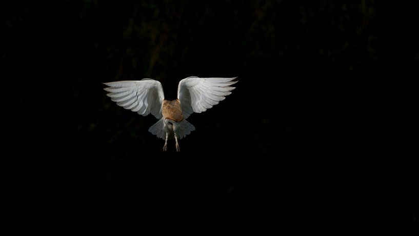 Barn owl flying by Anne Marije Hoekstra