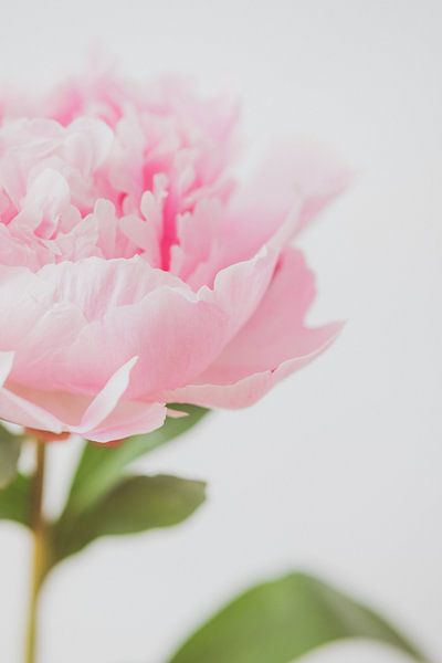 Pink peony by Natascha Teubl