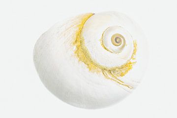 Coquille d'escargot sur Anneliese Grünwald-Märkl