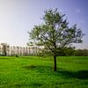 Einsamer Baum auf einem Feld am Abend von Mickéle Godderis