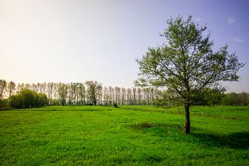 Einsamer Baum auf einem Feld am Abend von Mickéle Godderis