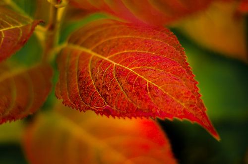 Herfstblad