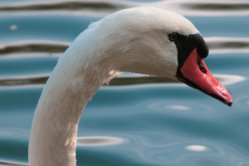 swan by Roger Hagelstein