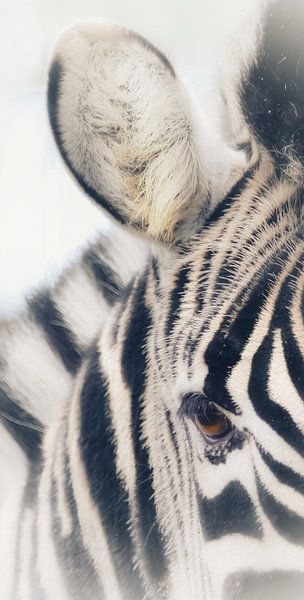 Zebra; Porträt in Schwarz und Weiß von Nienke Bot