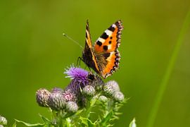 Little fox by Stephanie van den Belt