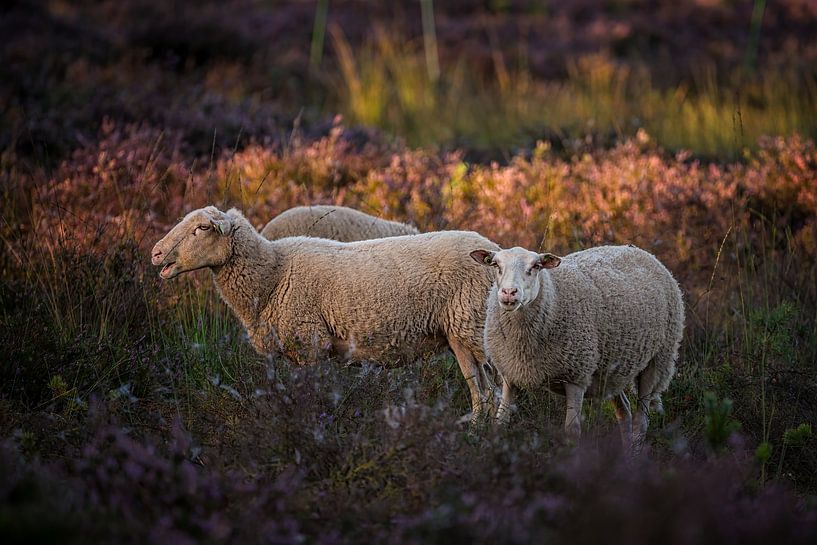 Moutons dans la lande de Strijbeek par Leon Okkenburg
