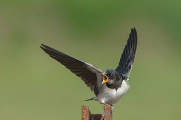 The barn swallow (Hirundo rustica)