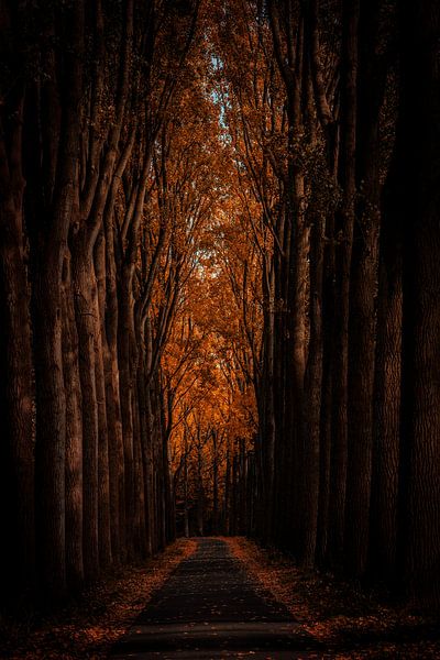 Orange Woodland Path von Urban Photo Lab