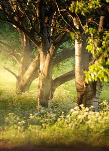 Paysage d'arbres hollandais sur Sidney van den Boogaard