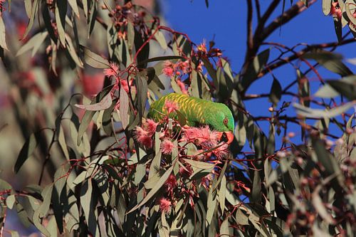 geschubde lorrikiet op zoek naar voedsel koningin-land australië