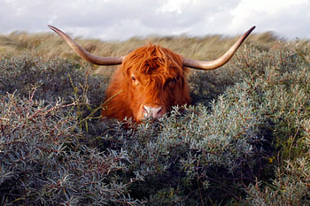 Verstoppertje.