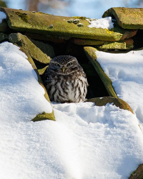 Little Owl by Peter van Delden