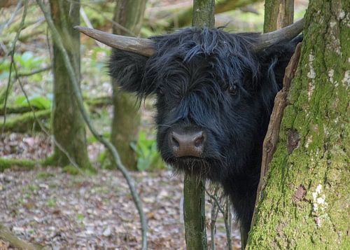 Highland calf plays peek-a-boo