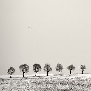 Baum Allee