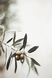 Olive Branch von Treechild