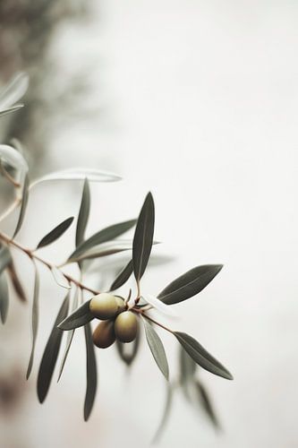 Olive Branch
