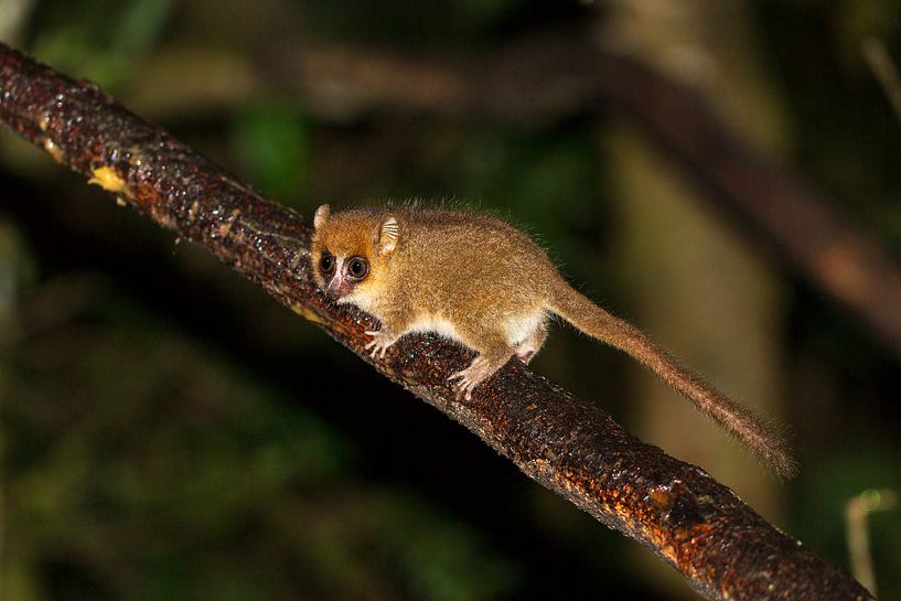 Madagaskar Muismaki von Dennis van de Water