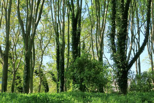 Bäume im Frühling.
