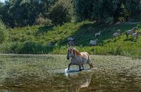 Zwemmend konik paard