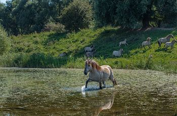 Zwemmend konik paard