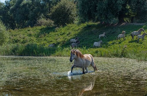 Zwemmend konik paard