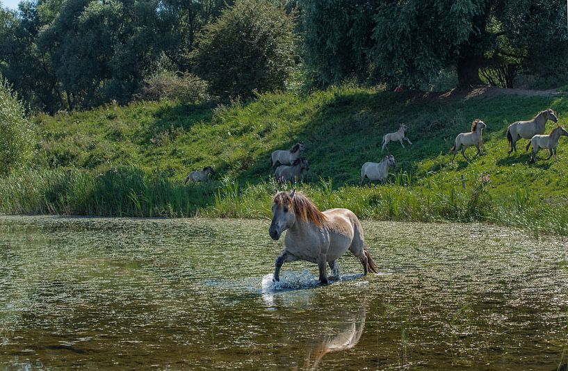 Zwemmend konik paard par Cilia Brandts