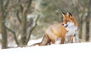 Rotfuchs im Schnee