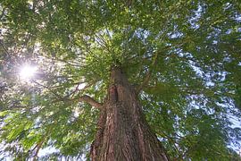 Dawn redwood Glyptostrboides or water cypress 7007032334 photographer Fred Roest by Fred Roest