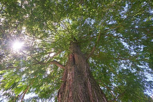 Séquoia d'aube Glyptostrboides ou cyprès d'eau 7007032334 photographe Fred Roest