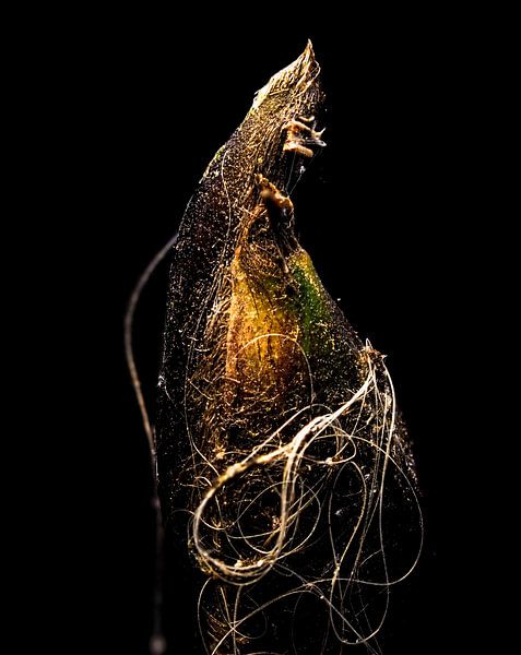Seed by René Bloemberg