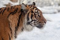 Zijaanzicht portret van een Sumatraanse tijger in de sneeuw van Tim Abeln thumbnail