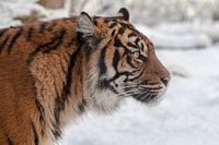Side portrait of a Sumatran Tiger in the snow