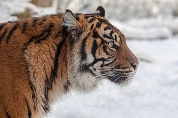 Side Porträt eines Sumatra Tiger im Schnee