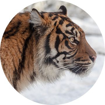 Zijaanzicht portret van een Sumatraanse tijger in de sneeuw van Tim Abeln