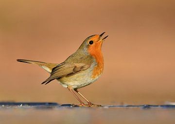 Robin on the ice by Ruud Scherpenisse