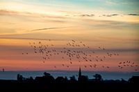 Vogels in de ochtendlucht boven Warstiens