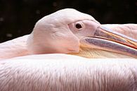 Pink Pelican by Marian Bouthoorn thumbnail