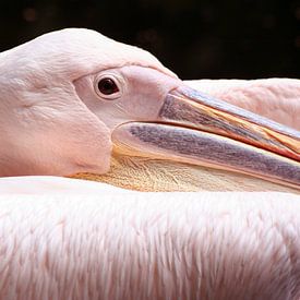 Pink Pelican by Marian Bouthoorn