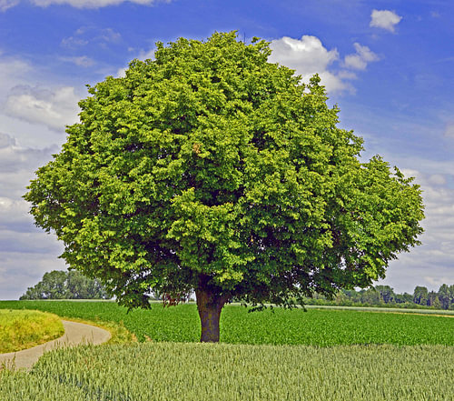 Arbre et été