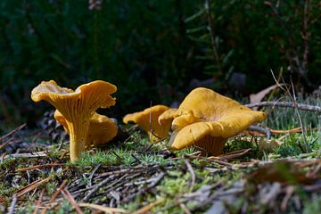 Chanterelles sur le sol de la forêt en automne sur Heiko Kueverling