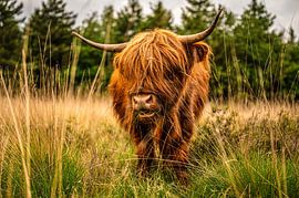 High Lander grübelt von Bas Fransen
