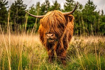 High Lander ruminant