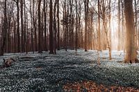 Diep in het bos