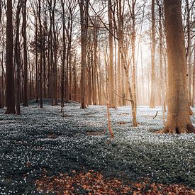 Diep in het bos van Fabian Elsing