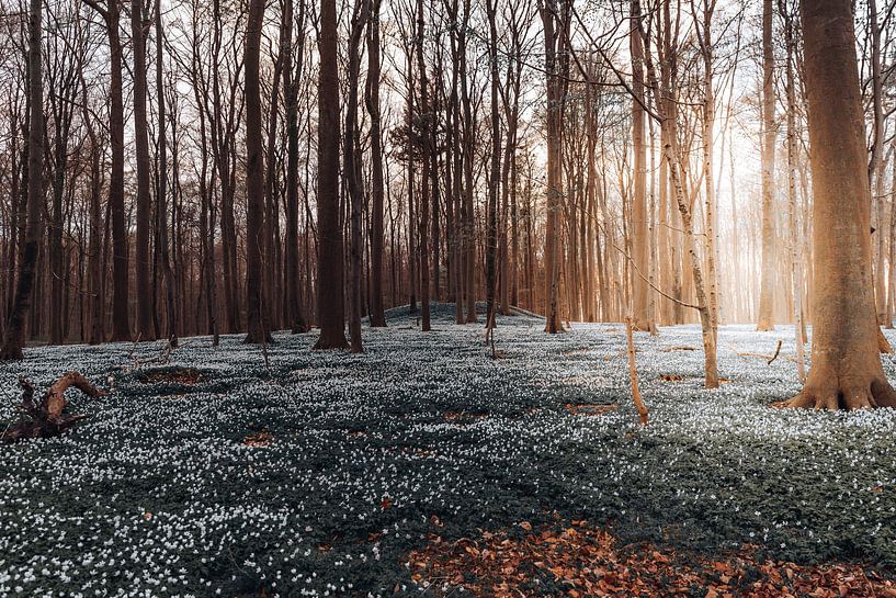 Tief im wald von Fabian Elsing