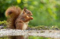 Squirrel eats its fill by Erik Veltink fotografie thumbnail