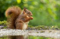 Squirrel eats its fill